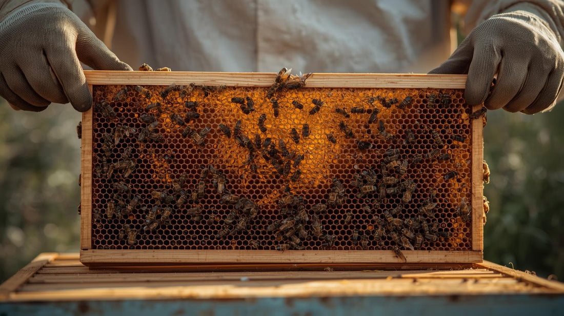 Preparing Your Hive for Winter in Australia