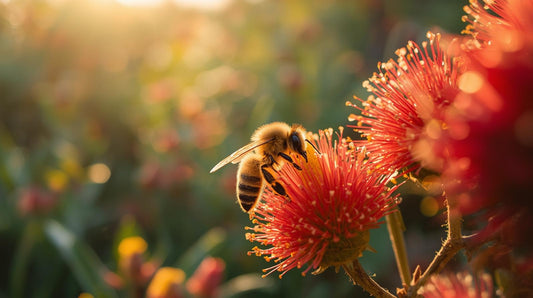 Seasonal Beekeeping Calendar for Australia: Month by Month