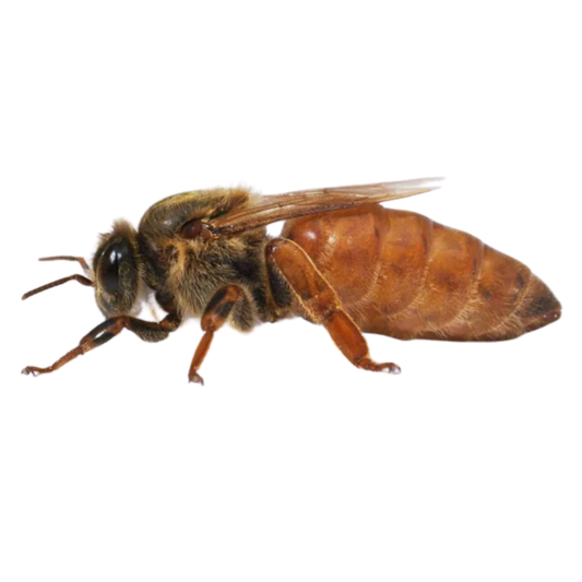 Queen bee